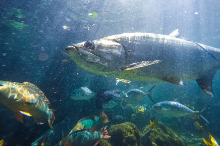 A photo of an Atlantic Tarpon.