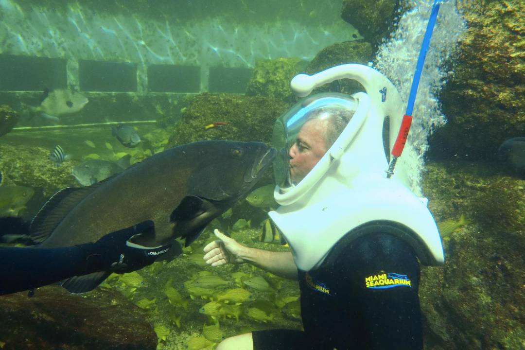 A photo of someone kissing a fish at Miami Seaquarium.